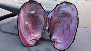 Large open mussel shell with pink interior 