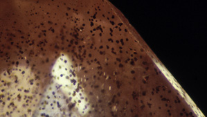 Tiny copper platelets cause sunstone’s glittery appearance. 